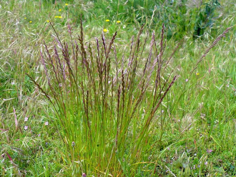 ریزوم بید - بیدگیاه - بید گیاه کرک - جوداش علف قوشک - ثیل - ابریق اوتى -عرق النجیل - خومه - فرز - فر